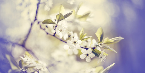 Branch of the blossoming cherry