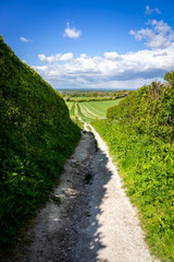 Track worn in chalk downland