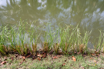 grass and water