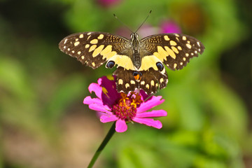 Butterfly on perple flower morning time