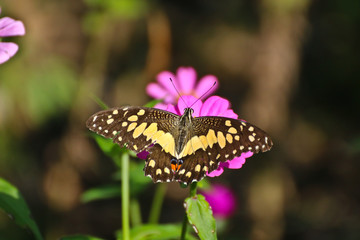Butterfly on perple flower morning time