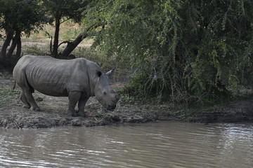 Rhinocéros blanc