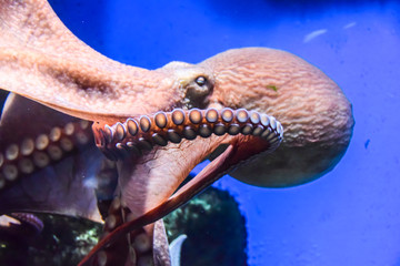 octopus with tentacles crawls in an aquarium on a blue background