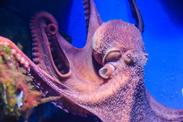 octopus with tentacles crawls in an aquarium on a blue background