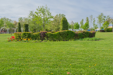 Pink blossoming trees along a fence Spring time background