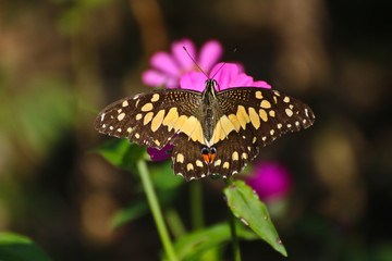 Butterfly on perple flower morning time