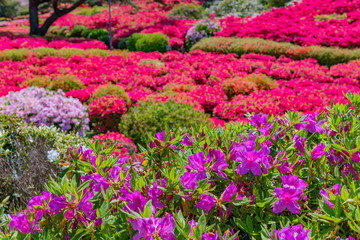静岡県伊東市　小室山公園のツツジ