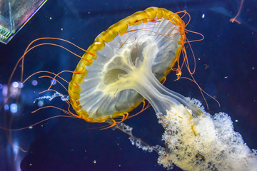 Scyphoid yellow hat jellyfish tentacles under water swim  a black background