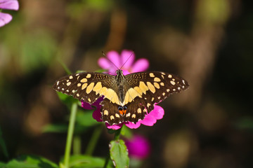 Butterfly on perple flower morning time