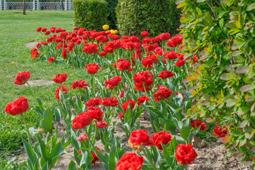 flowers terry tulips in spring in the park