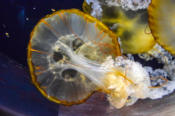 Scyphoid yellow hat jellyfish tentacles under water swim  a black background