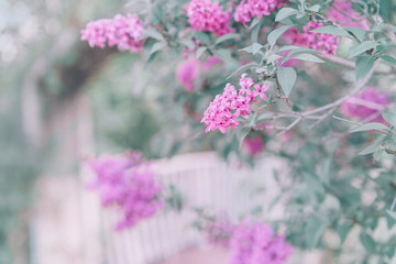 Beautiful colorful pink purple lilac flowers with green leaves on blurry background bokeh. Toned with pastel faded retro filters and light leak. Soft selective focus. Macro closeup nature pattern.