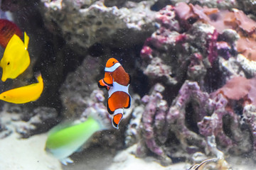 clown fish swims in an aquarium with corals and other tropical fish underwater