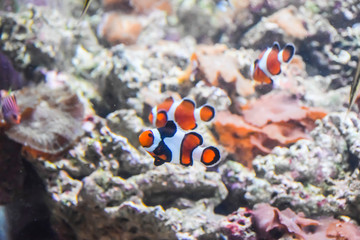 Fototapeta na wymiar clown fish swims in an aquarium with corals and other tropical fish underwater