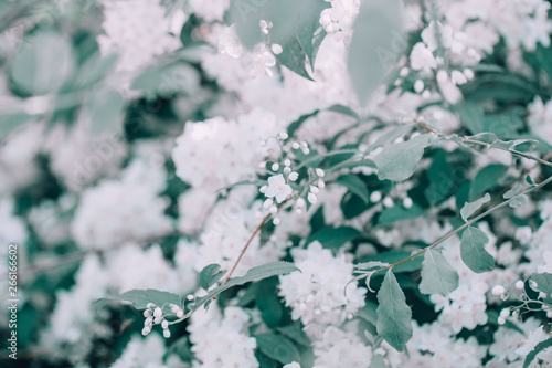 Beautiful White Apple Blossom Flowers With Green Leaves On