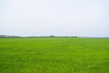 Beautiful green field and grey sky. Landscape summer.