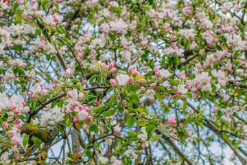 Pink blossoming trees along a fence Spring time background
