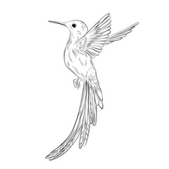 Hand-drawn colibri illustration. Humming bird sketch on white background. Cute small bird tropical  illustration. Exotic animals
