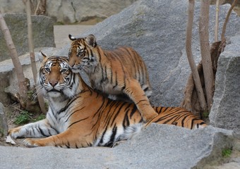 Mother and son tiger in resting pose