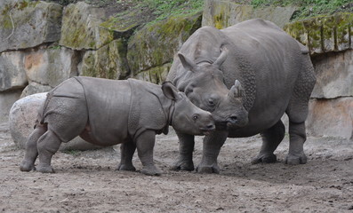 Obraz premium mother and baby rhinoceros