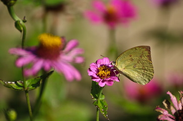 Butterfly on perple flower morning time
