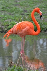 pink flamingo in water