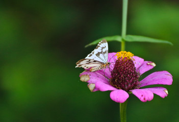 Butterfly on perple flower morning time