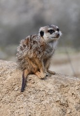 Fototapeta premium meerkat on guard