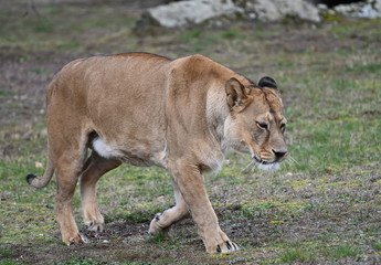Obraz premium lion and lioness
