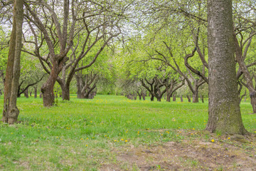 Fototapeta premium Pink blossoming trees along a fence Spring time background