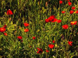 Amapolas en primavera en los campos de Pinto. Madrid. España. Europa