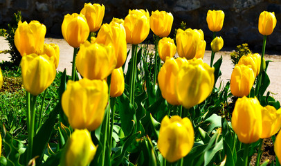 Fototapeta premium field of yellow tulips