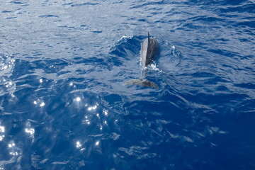 free doplphin 2 © Martin