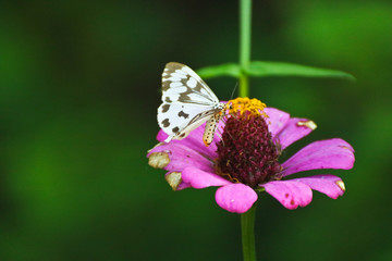 Butterfly on perple flower morning time