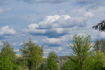 spring landscape river forest trees against a blue sky