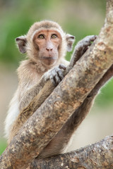 Close up monkey in the jungle.