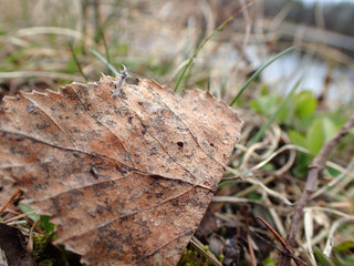 feuille morte