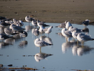 Seagulls with their reflections on the puddle in Texas City, Texas