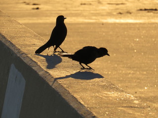 A pair of crows drenched in sunlight in Galveston, Texas
