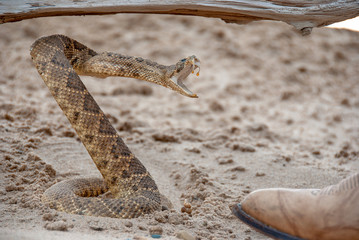 coiled angry rattle snake in sand by toe of leather boot