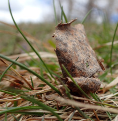 feuille morte
