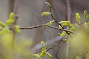 green spring prairie with dandelion flowers at the sunset