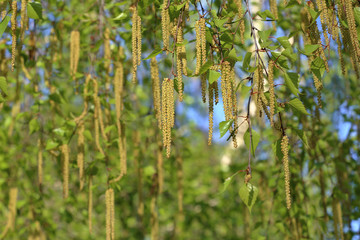Spring blossom of a perennial deciduous birch tree of the Betulaceae family