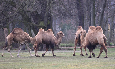 camels walk
