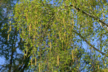 Spring blossom of a perennial deciduous birch tree of the Betulaceae family