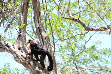 Cappucin monkey with a baby