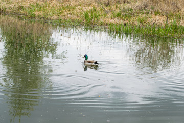 Portrait of a females of duck on the water