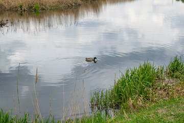 Portrait of a females of duck on the water