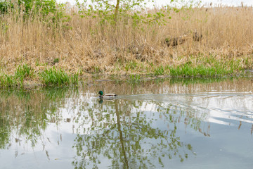 Portrait of a females of duck on the water