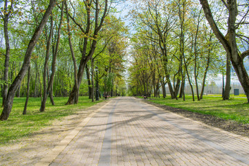 tracks in spring park landscape against blue sky